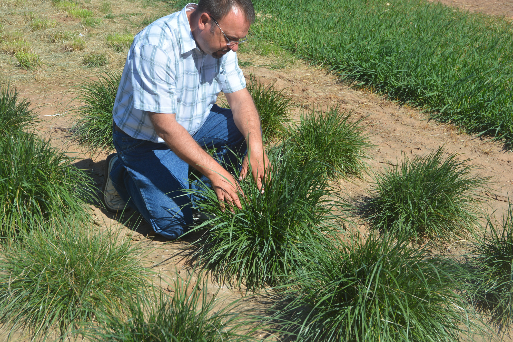 Dr. Dariusz Malinowski, Texas A&M AgriLife Research-Vernon, looks at summer-dormant cool-season grasses in his research plots near Vernon. (Texas A&M AgriLife Communications photo by Kay Ledbetter)
