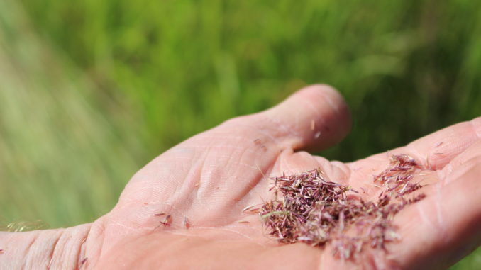 Grass Seed Harvest – ‘WW-B Dahl’ Old World Bluestem – North Texas Farm ...