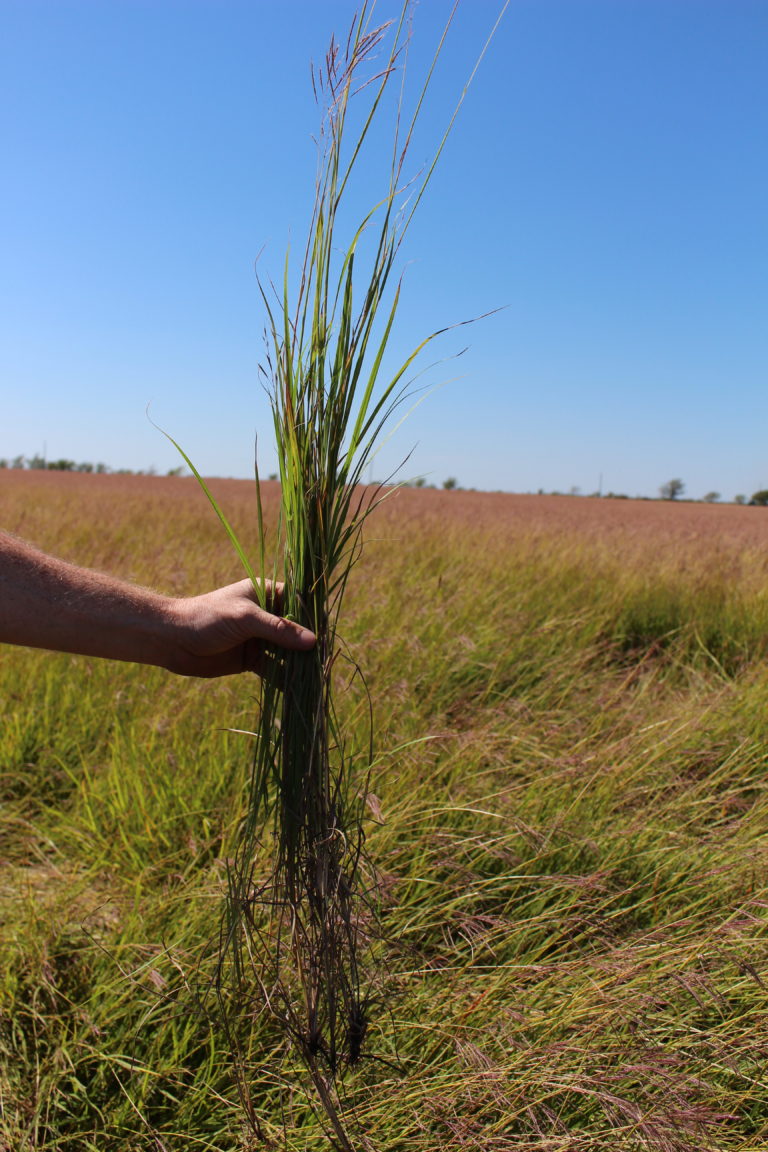 Grass Seed Harvest – ‘WW-B Dahl’ Old World Bluestem – North Texas Farm ...