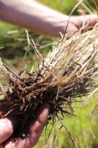 Grass Seed Harvest – ‘WW-B Dahl’ Old World Bluestem – North Texas Farm ...