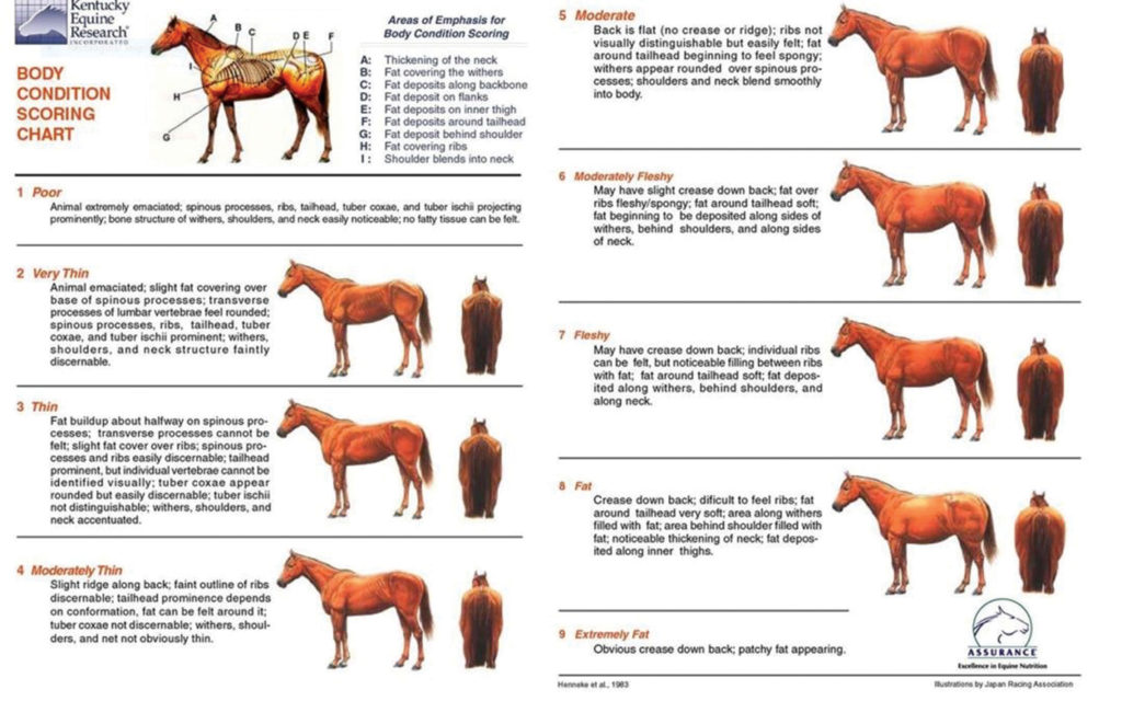 Preparing Your Mare For Breeding Season North Texas Farm and Ranch