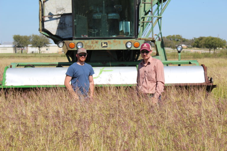 Grass Seed Harvest – ‘WW-B Dahl’ Old World Bluestem – North Texas Farm ...