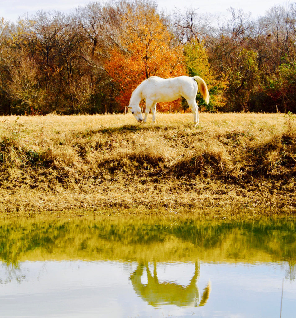 The Stevens horse, Snowflake posing perfectly with a fall backdrop. (Photo courtesy of Amanda Stevens)