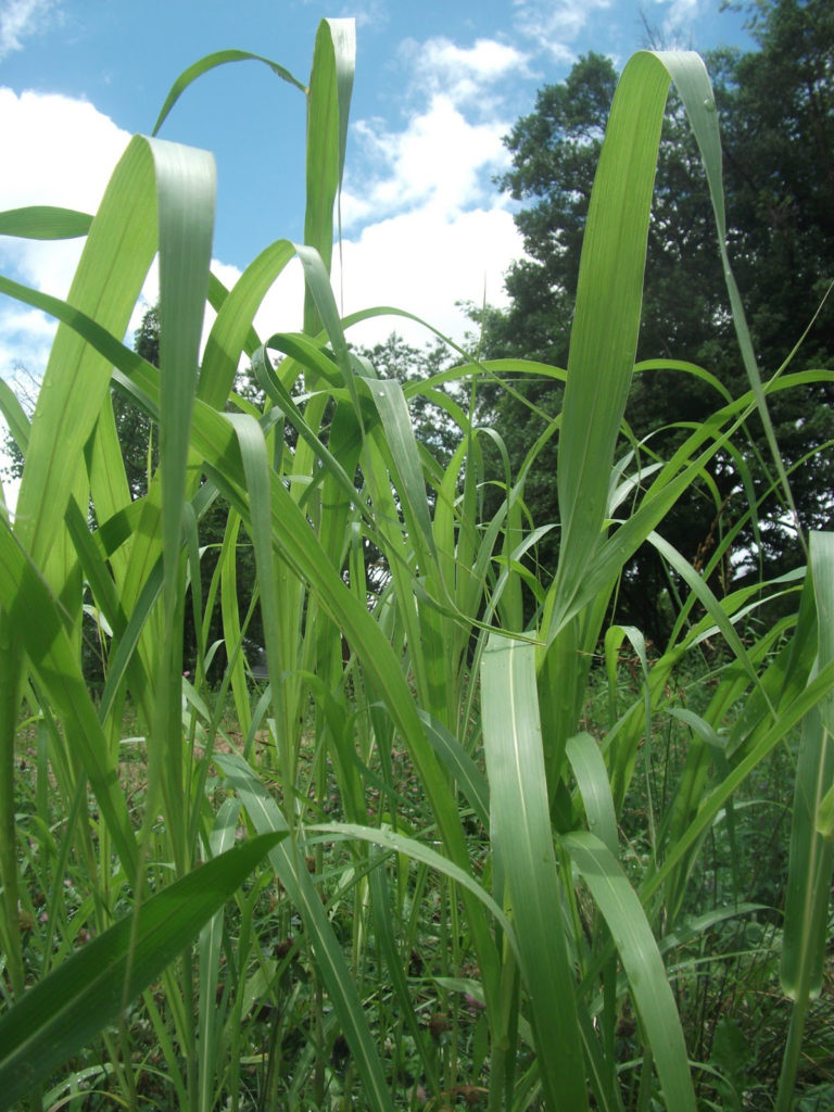 Johnson grass. (Courtesy photo)