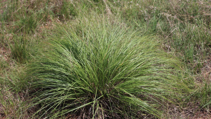 Grazing North Texas – Meadow Dropseed – North Texas Farm and Ranch