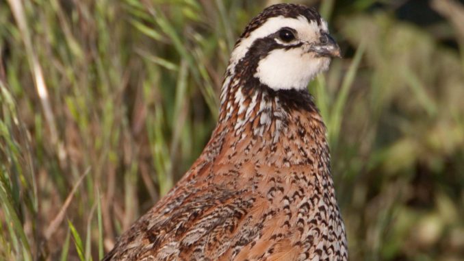 The Rolling Plains Quail Research Ranch – North Texas Farm and Ranch