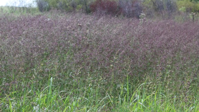 Grazing North Texas – Purpletop Tridens – North Texas Farm and Ranch