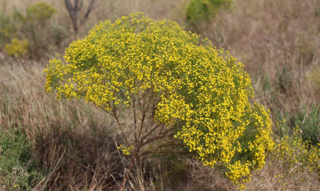 Grazing North Texas: Annual Broomweed – North Texas Farm and Ranch