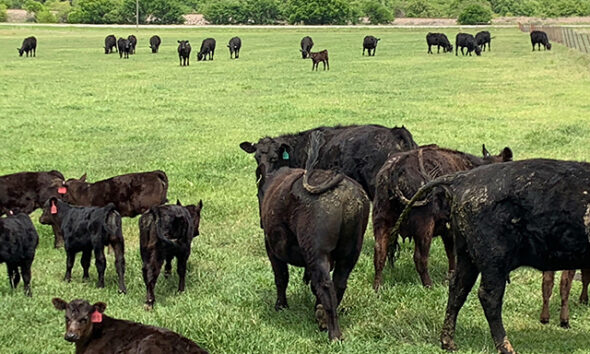 Grazing North Texas – Scribner’s Panicum – North Texas Farm And Ranch